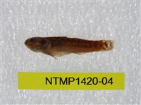 藏品(泰加拉鯔鰕虎魚)的圖片